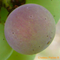 pink malbec berry