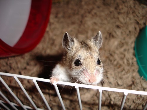 rare hamsters