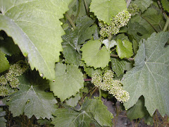 LA VIGNE EN FLEURS