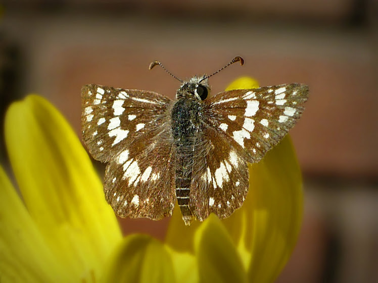 HESPERIIDAE - CUADRICULA COMÚN