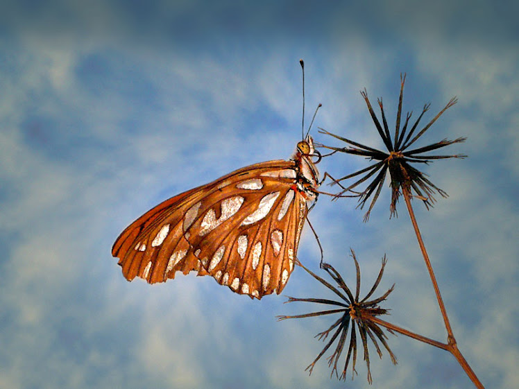 MARIPOSA ESPEJITOS