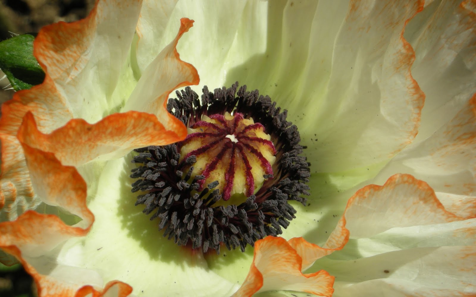 Rare Exotic Flowers Species HQ photos and Wallpapers