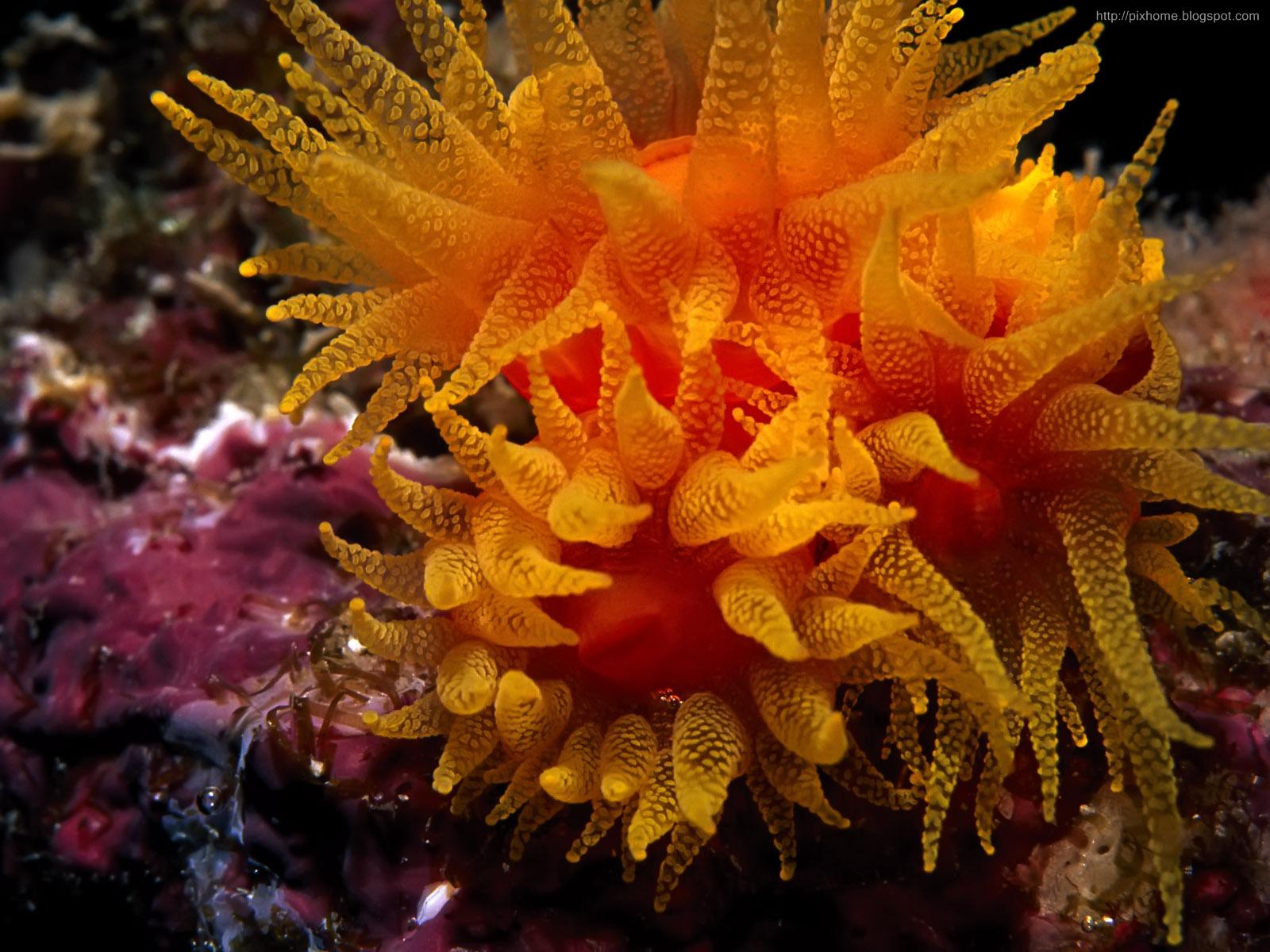 25 Amazing Colorful UnderWater Sea Creatures. blog for