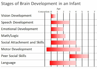 brain development timeline by