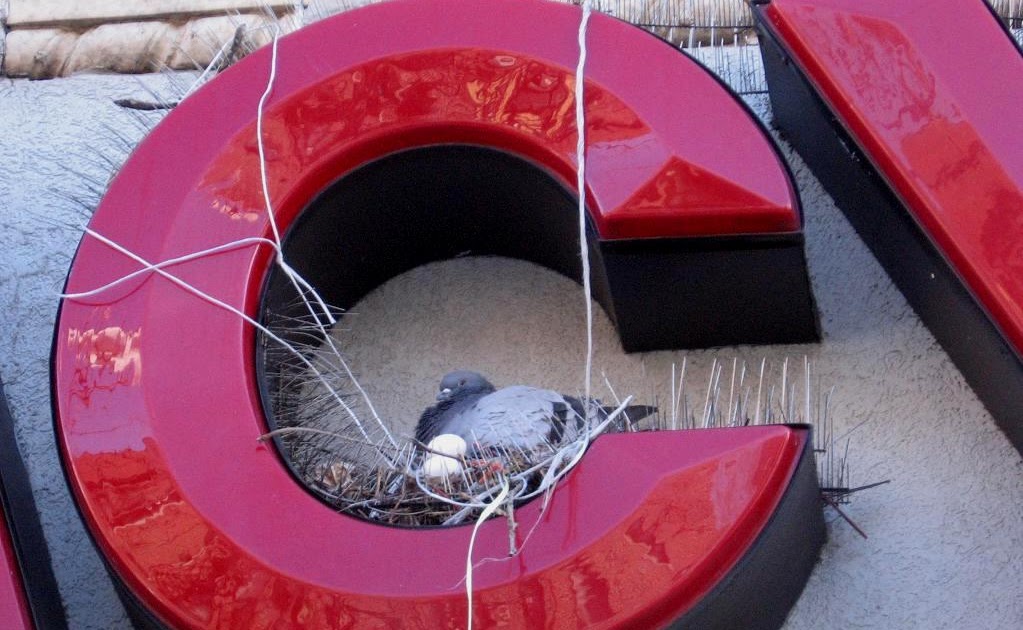 New York City Daily Photo Pigeon Nesting on the C