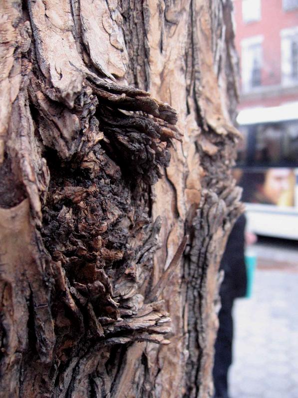 [Tree+Trunk.JPG]