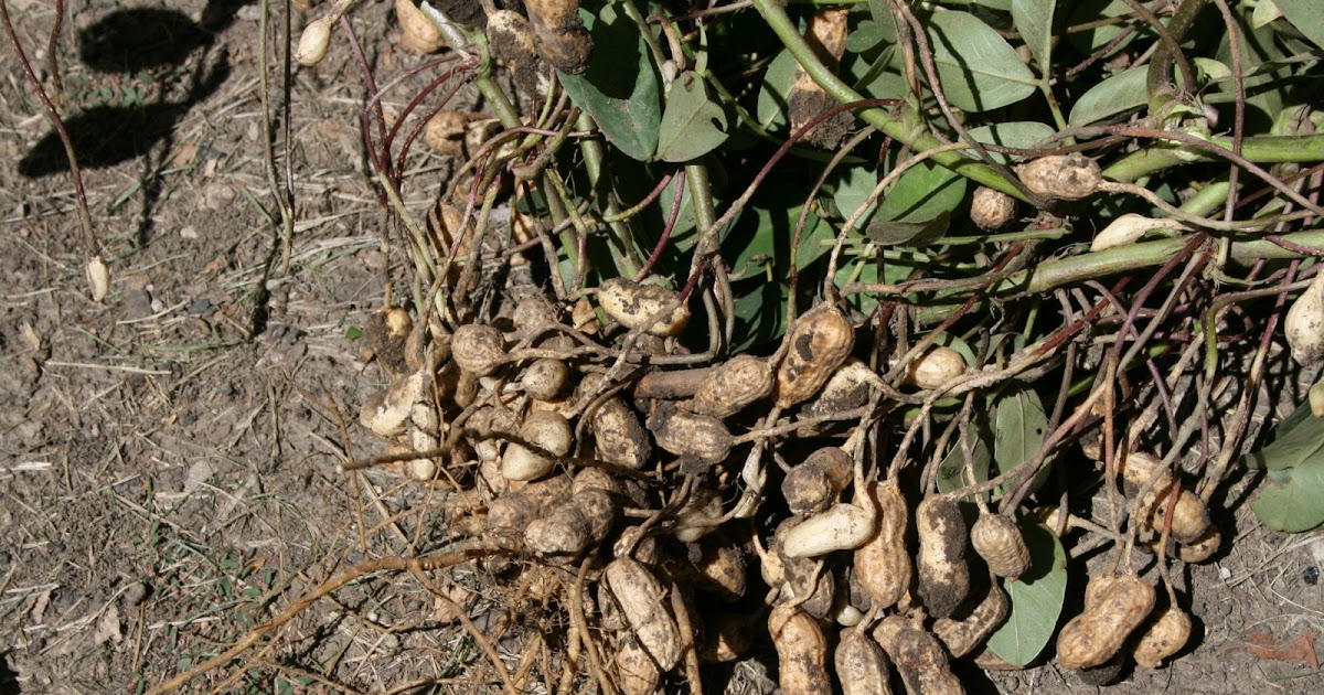 A Bushel of Recipes Home Grown Peanuts