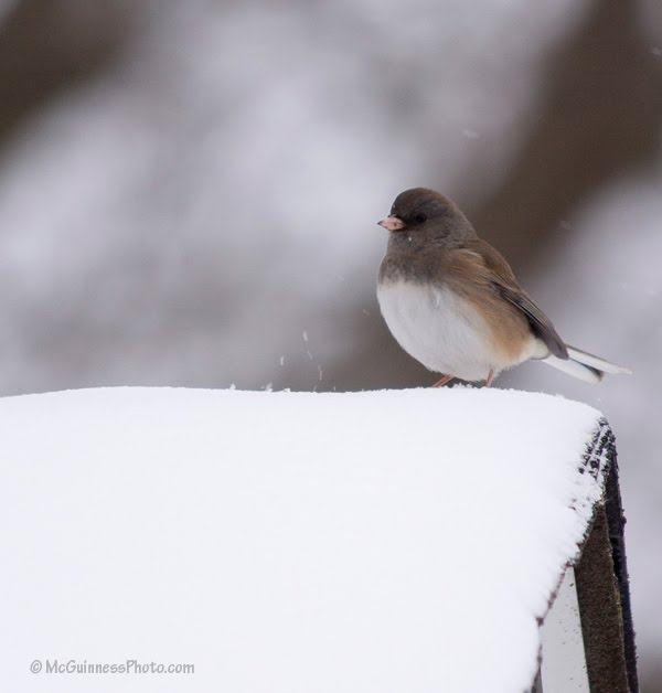 [12-20-junco-5x5.jpg]