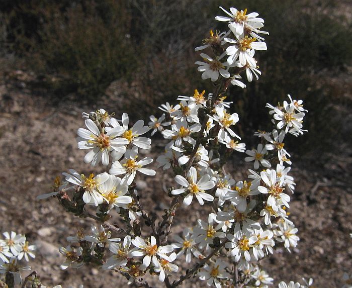 [Olearia+ramosissima++002A++Much-branched+Daisy-bush.jpg]