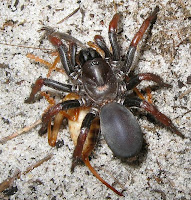 Esperance Fauna Wishbone Spider Nemesiidae Aname sp. 2