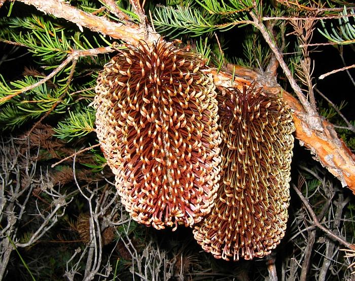 [Nodding+Banksia++003AA++Banksia+nutans.JPG]