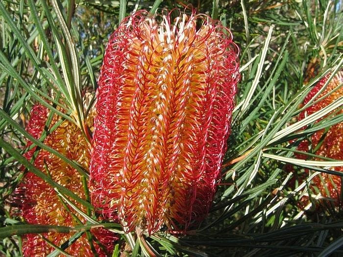 Image result for Burdett's Banksia flower