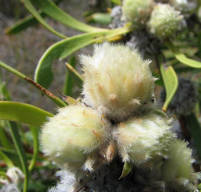 [Isopogon+polycephalus++005AA++Clustered+Coneflower.JPG]