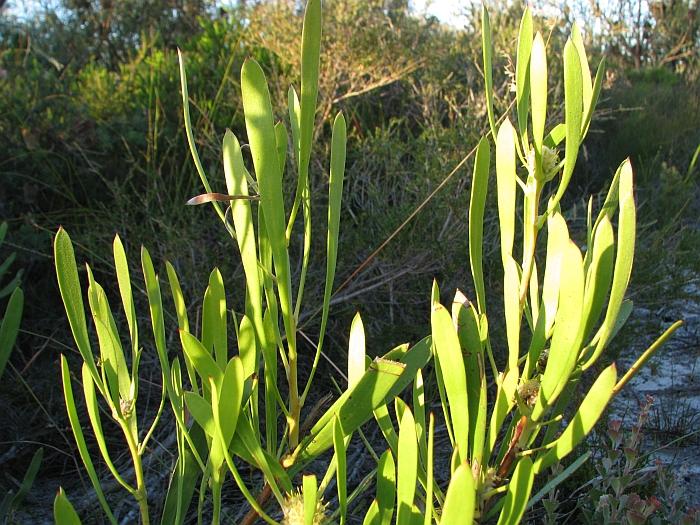 [Isopogon+polycephalus++003AA++Clustered+Coneflower.JPG]