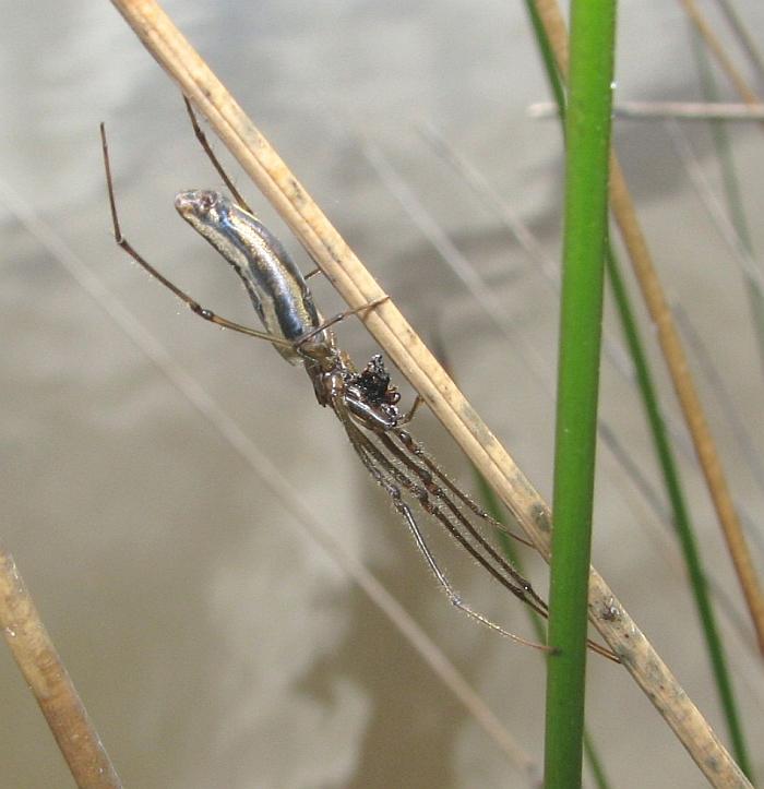 [Long-jawed+Spider++005AA++Tetragnatha+sp..JPG]