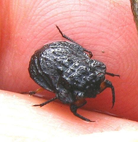 [Toad+Bug++005AA++Nerthra+species.JPG]