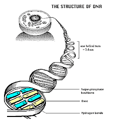 The DNA Strucutre