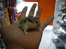 HAMSTER CHINÊS