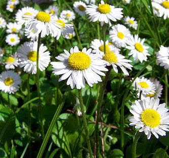 أزهـآر النسرين ..  Chamomile+flowers