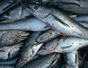 European hake, or lluçet in Catalan