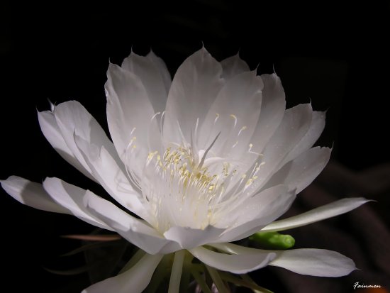 [flor.jpg]