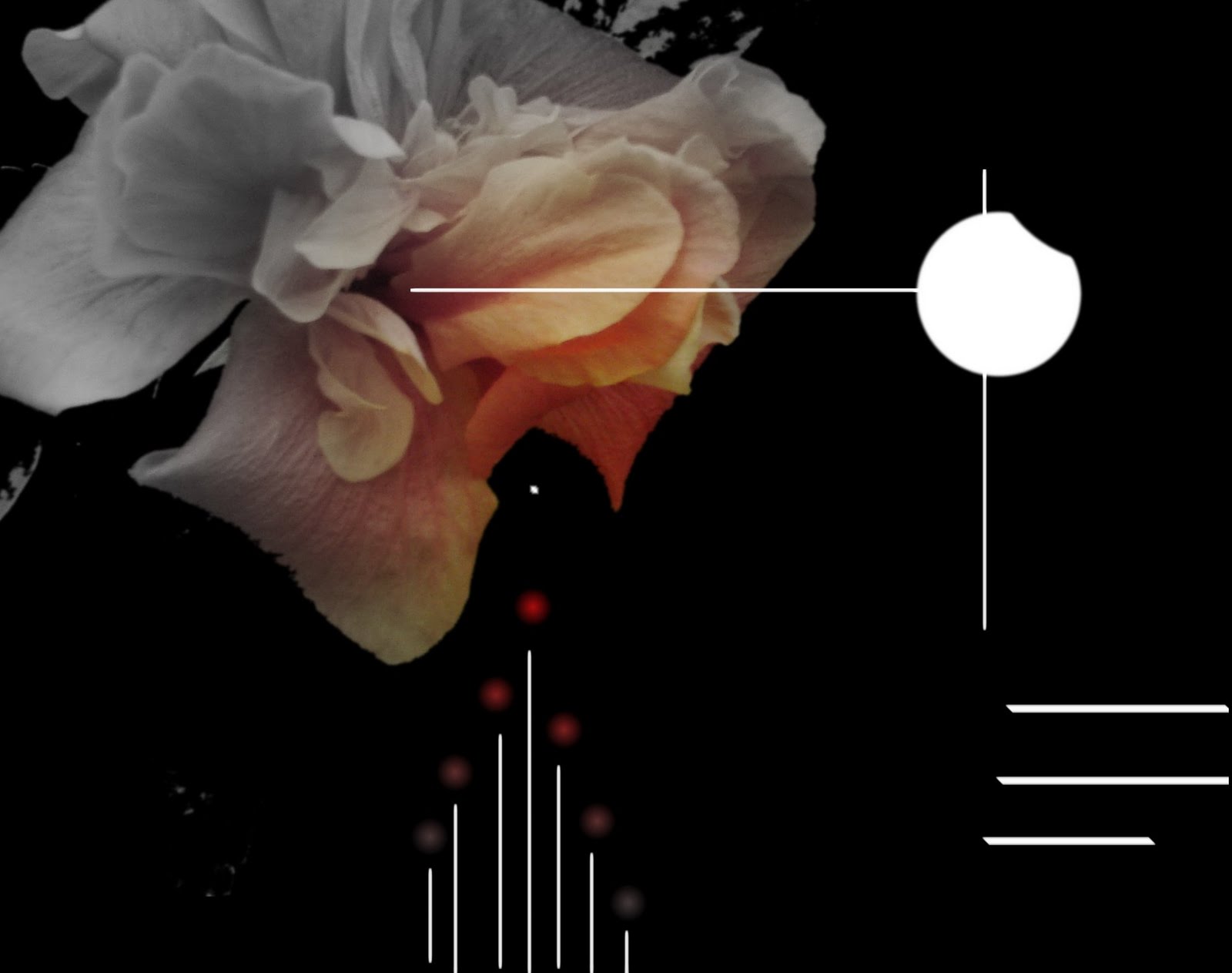 [flor+de+lua-1.jpg]