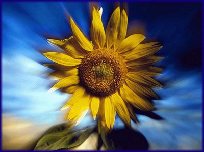[girassol.jpg]