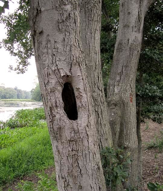 Ferida's Backyard Hole in a Tree