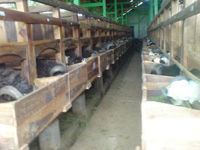 Contoh Kandang Kambing