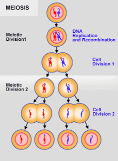 BiologyII Summer Assignment: Compare and contrast mitosis and meiosis. BiologyII Summer Assignment: Compare and contrast mitosis and meiosis.