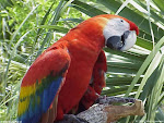 Guacamaya