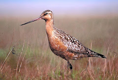 Godwit