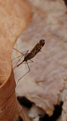 Anopheles mosquito
