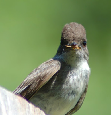 Adult phoebe with grasshopper, eye
contact