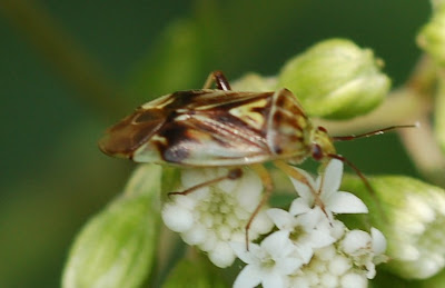 Lygus vanduzeei, a pretty plant bug, on a White Snake Root inflorescence