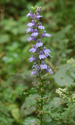 Lobelia siphilitica plant