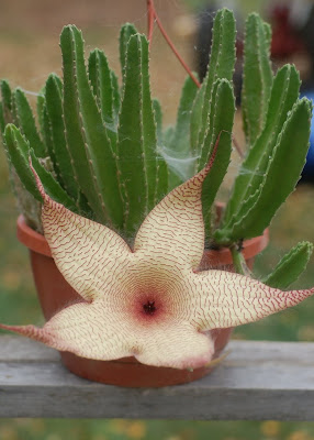 Stapelia, a blooming house plant