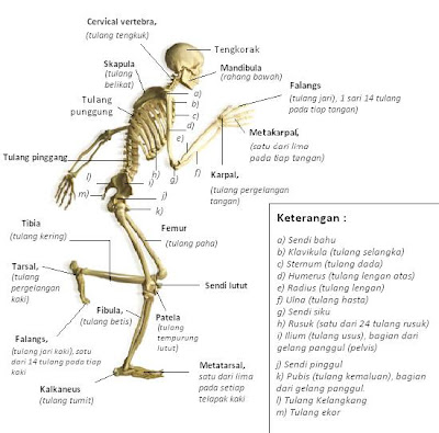 Sistem Rangka Manusia