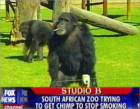 movie about animal testing smoking chimpanzee movie about animal testing smoking chimpanzee