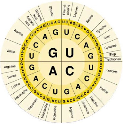 Amino Acid Code. of variation: Amino acid