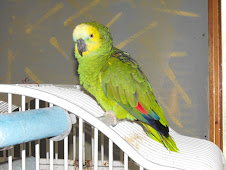 Katanga- Blue Fronted Amazon