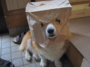 Dog+bone+shaped+cookies+for+people