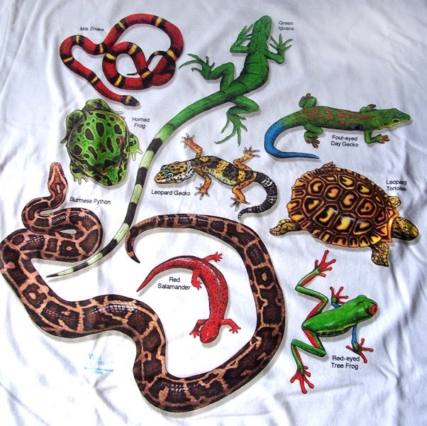 Variedad animal: REPTILES