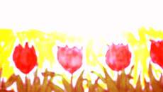 loca tulipan
