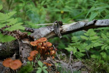 Orimattila 5.07.2008 Ruskokarvaslakki (Gymnopilus picreus)