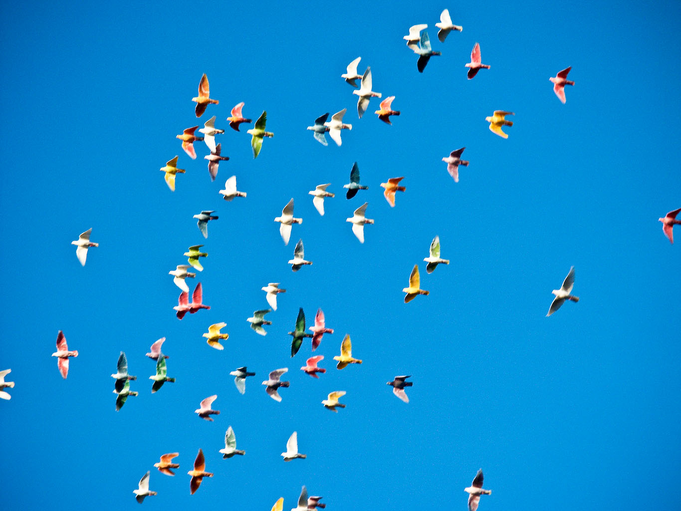 [rainbow+birds.jpg]