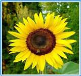 Girasol