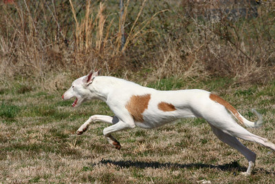 Ibizan Hound Picture