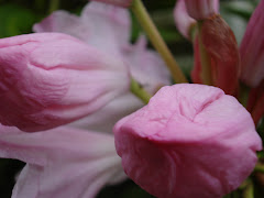 Rhododendrons blooming on the farm
