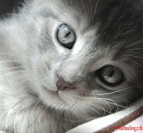 love quotes urdu. cute love cute love and friendship quotes. love quotes urdu. cute love